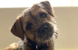 The Border Terrier is a small dog with a sturdy build and tough coat. The chest is voluminous, t ...