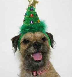Border Terrier is, first of all, a very kind and affectionate dog. Yes, you heard right, despite ...