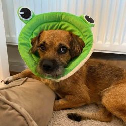 If you live in the private sector, your pet will probably try to escape repeatedly in order to f ...