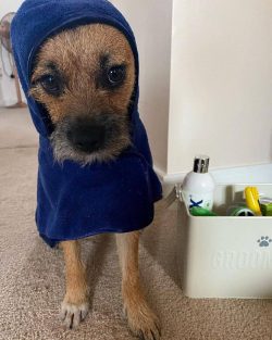 The Border Terrier is very friendly – and there are almost no exceptions here. He is frien ...