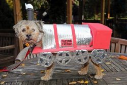 This is a very alert dog that has excellent hearing and always warns of the approach of strangers.
