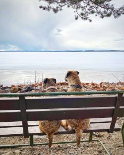 Border Terrier has a tendency to chew and gnaw everything around, from your shoes to the legs of ...