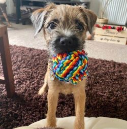 These dogs are not suitable for everyone, because of their love for various activities, games an ...