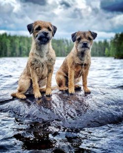 The Border Terrier breed needs to be brushed once a week, in addition, you will need to remove d ...
