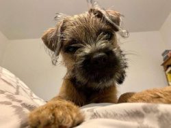 Border Terriers are a small, rough-coated dog breed that comes from farming communities in north ...