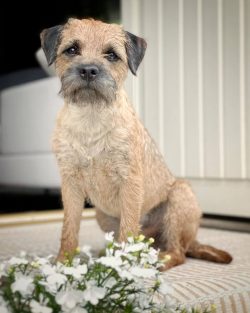 He is not good at being alone for long. Border Terriers are more likely to chase small animals,  ...