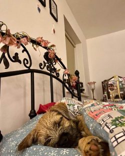 The Border Terrier specializes in hunting foxes and rodents, as its small, narrow body can penet ...