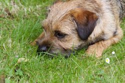 The word “terrier” comes from the word “terra”, which means earth in Lat ...