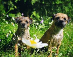 Fox hunting has a long tradition in England, Scotland, and Wales, dating back to the 1600s. The  ...