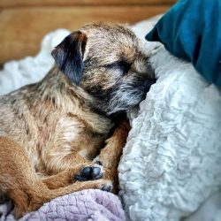 Despite its small size, the Border Terrier still needed long legs and stamina to keep up with th ...