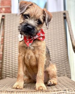 In 1920 the Border Terrier breed was first recognized by the Kennel Club in the United Kingdom a ...