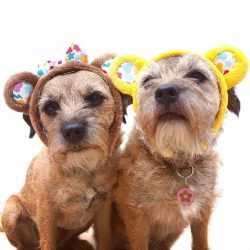 The Border Terrier has a double coat. The outer layer is rough and dense, without curls and wave ...