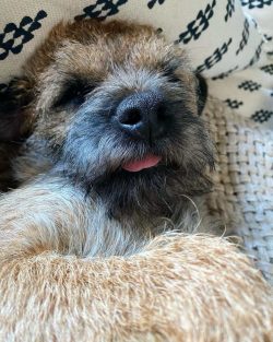 Nearly all border terriers have an irregular ring of silvery hair on their tail, about one-third ...