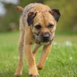 The Border Terrier is a good-tempered dog, cheerful and affectionate, and less aggressive than m ...
