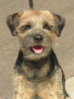 Border Terriers are great companion animals and playmates for children and can make great therap ...