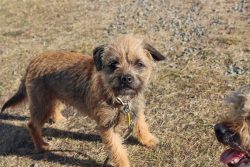 Border Terriers are very food-oriented, which helps with training, but should not be overfed. Bo ...