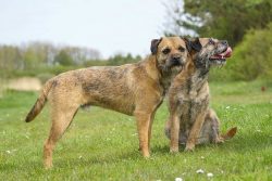 Border Terrier feels good both in a country house and in an apartment. It is best for such energ ...