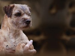 All Border Terrier puppies are born with a dark coats.
