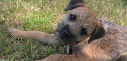 Border Terriers are a resilient breed, which means that if they feel bad or in pain, they won ...