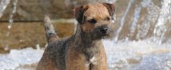The Border Terrier was bred to have a friendly disposition because it was expected to live well  ...