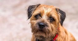 The Border Terrier can glee at welcoming any newcomer home and is likely to jump at the newcomer ...