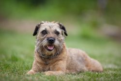Early names for the Border Terrier include the Cocketdale Terrier, Redesdale Terrier, and Redwat ...