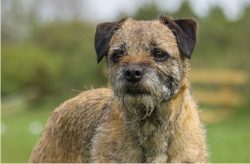 Border Terriers often like to sit and watch what is happening in their environment before taking ...