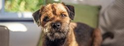 The Border Terrier has a good memory and is easy to train. He responds very well to positive rew ...