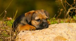 Border Terriers can be useful guard dogs as they bark at any passerby – man, woman, child  ...