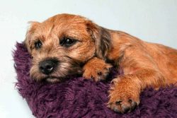 Boredom and loneliness can lead to unwanted behaviors such as loud barking, digging under a fenc ...