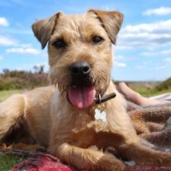 The Border Terrier comes from the rugged, hilly, and cold countryside of Northern England and Sc ...