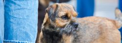 The Border Terrier usually gets along well with other dogs. Border Terriers who are adopted from ...