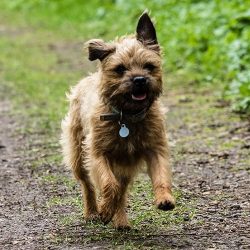 The Border Terrier is a very natural looking dog with a rough, slightly shaggy outer coat of ear ...