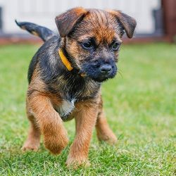 Border Terriers sometimes exhibit independent, strong-willed behavior and, if possible, can go o ...