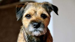 The Border Terrier will almost certainly have a penchant for chasing small animals like cats, ro ...
