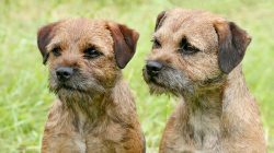 It is necessary to purchase a dog in a nursery with good recommendations. Be sure to visit it, c ...