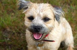 But, first of all, it is a dog with an active and cheerful temperament, which loves funny antics ...