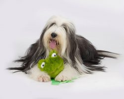 The color of the eyes of a bearded collie depends on the color of the coat: the lighter the coat ...