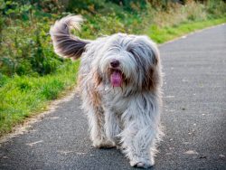These Scottish Shepherds are energetic, sharp-minded, and independent. They are firmly attached  ...