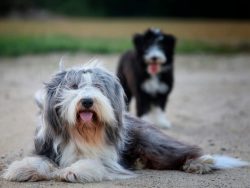For a bearded collie, it is important to be busy, and if the owner does not find something to do ...