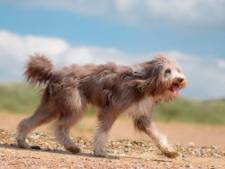 It is not for nothing that the bearded collie is called a herding dog: trying to guide a group o ...