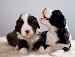 Even the bearded collie is always ready to draw the attention of the owners to something interes ...
