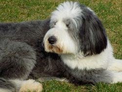 From puppyhood, a bearded collie must be trained and taught to obey. This dog is not only smart, ...