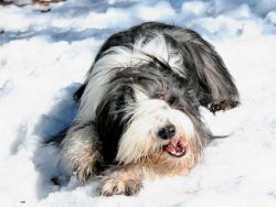 For an inexperienced owner, it is advisable to train a pet under the guidance of an experienced  ...