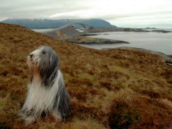 Bearded collies make excellent dogs for shows and dog competitions. Competitions in agility and  ...