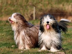 The coat of this breed requires careful grooming. Bearded collies need daily brushing with a spe ...