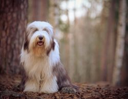 A bearded collie should be bathed at least 4-5 times a month in warm water with a special shampo ...