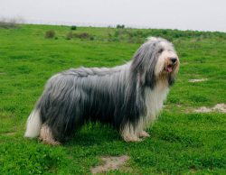 bearded collies need constant physical activity, which the owner must provide them. Daily long w ...