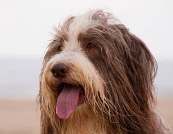 It is worth remembering that this dog is poorly adapted for living in an apartment, it needs spa ...