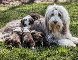 This dog needs about 0.4 kg of dry food or the corresponding amount of natural products per day. ...